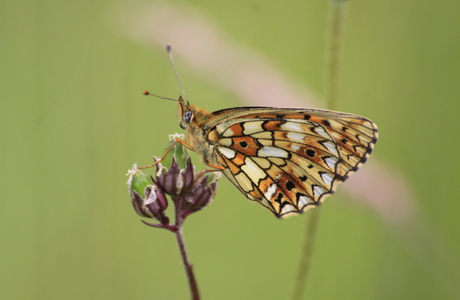 Braunfleckiger Perlmuttfalter (Boloria selene) - © Emanuel Trummer